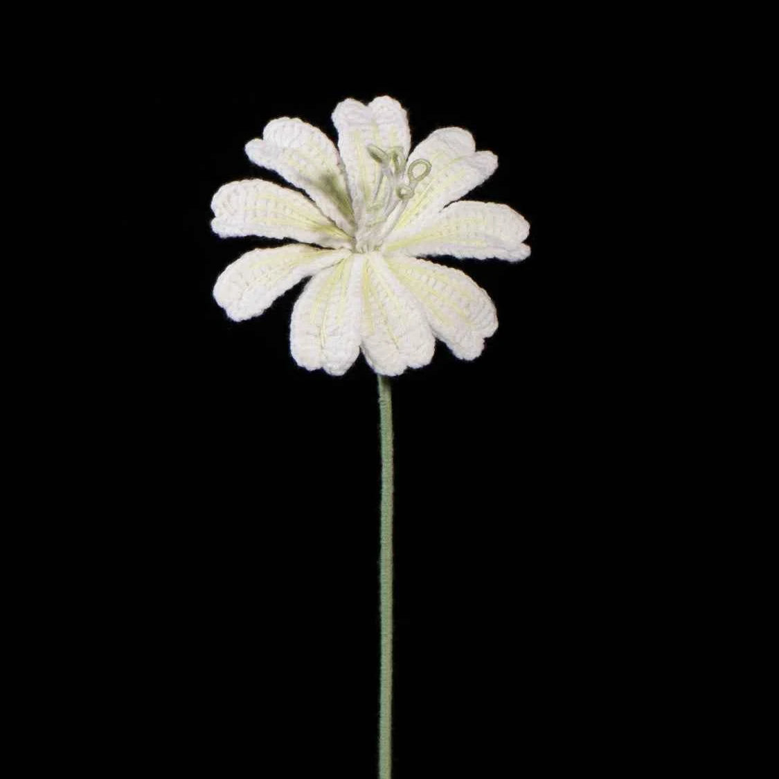 Handmade Crochet Lewisia (Lewisia cotyledon) | Realistic Fake Flower