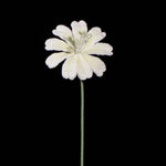 Handmade Crochet Lewisia (Lewisia cotyledon) | Realistic Fake Flower