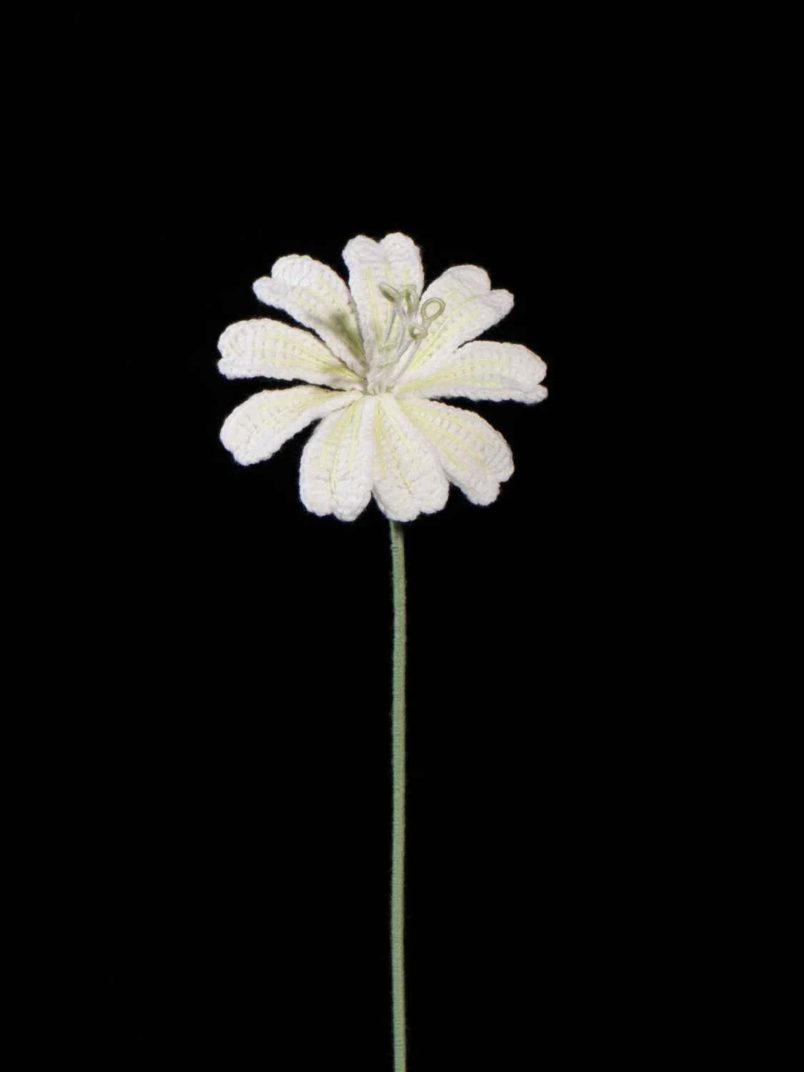 Handmade Crochet Lewisia (Lewisia cotyledon) | Realistic Fake Flower