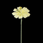 Handmade Crochet Lewisia (Lewisia cotyledon) | Realistic Fake Flower