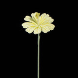 Handmade Crochet Lewisia (Lewisia cotyledon) | Realistic Fake Flower