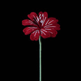 Handmade Crochet Lewisia (Lewisia cotyledon) | Realistic Fake Flower