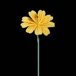 Handmade Crochet Lewisia (Lewisia cotyledon) | Realistic Fake Flower