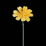 Handmade Crochet Lewisia (Lewisia cotyledon) | Realistic Fake Flower