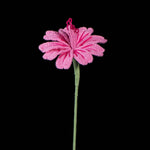 Handmade Crochet Lewisia (Lewisia cotyledon) | Realistic Fake Flower