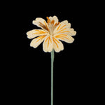 Handmade Crochet Lewisia (Lewisia cotyledon) | Realistic Fake Flower