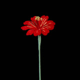Handmade Crochet Lewisia (Lewisia cotyledon) | Realistic Fake Flower