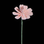 Handmade Crochet Lewisia (Lewisia cotyledon) | Realistic Fake Flower