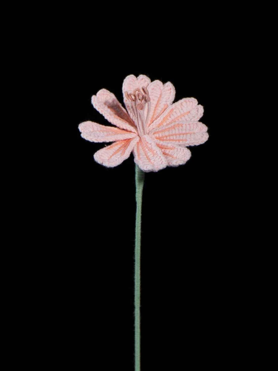 Handmade Crochet Lewisia (Lewisia cotyledon) | Realistic Fake Flower