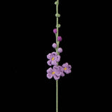 Handmade Crochet Larkspur– Everlasting Flower