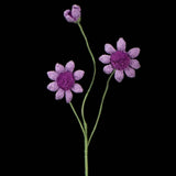 Handmade Crochet Osteospermum Flower